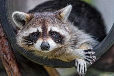 racoon personality